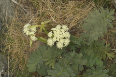Anisotome pilifera