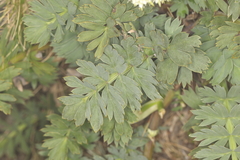 Anisotome pilifera