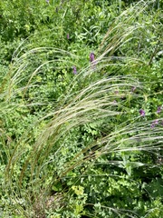 Stipa