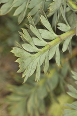 Anisotome pilifera