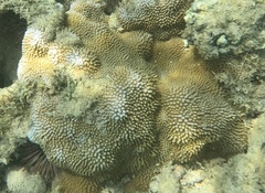 Montipora capitata