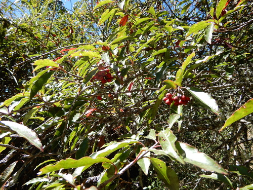 Image of Photinia niitakayamensis by (c) natomik, some rights reserved (CC BY)