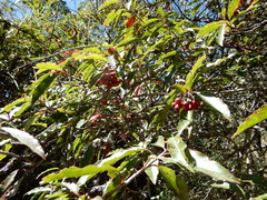 Photinia niitakayamensis