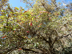 Photinia niitakayamensis