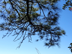 Pinus armandi mastersiana