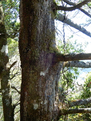 Pinus armandi mastersiana