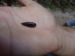 Conognatha