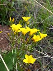 Linum flavum