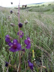 Verbascum phoeniceum