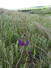 Verbascum phoeniceum