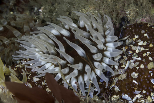 Urticina felina