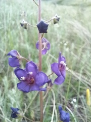 Verbascum phoeniceum