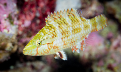 Oxycheilinus celebicus