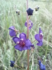 Verbascum phoeniceum