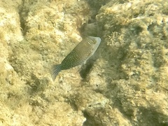 Canthigaster amboinensis