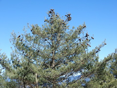 Pinus armandi mastersiana