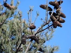 Pinus armandi mastersiana