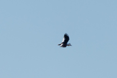 Haliaeetus pelagicus