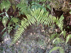 Diplopterygium glaucum