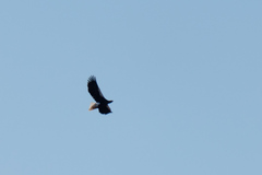 Haliaeetus pelagicus