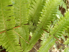 Diplopterygium glaucum