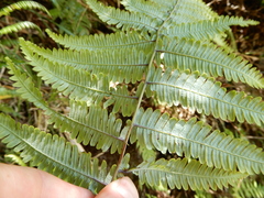 Diplopterygium glaucum