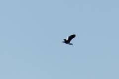 Haliaeetus pelagicus