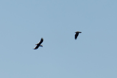 Haliaeetus pelagicus