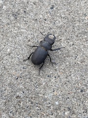 Lucanus mazama