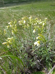 Onosma simplicissima