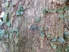 Hydrangea integrifolia