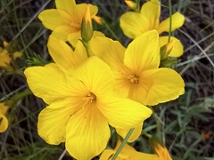 Linum flavum