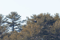 Haliaeetus pelagicus