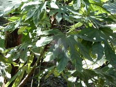Fatsia polycarpa