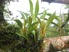Dendrobium