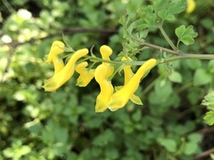 Corydalis pallida