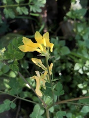 Corydalis pallida