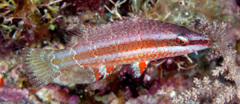 Oxycheilinus orientalis