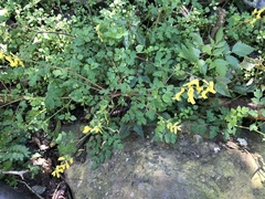 Corydalis pallida