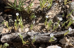 Pectocarya recurvata