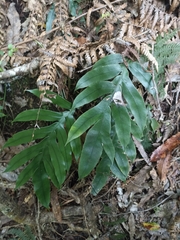 Blechnum colensoi