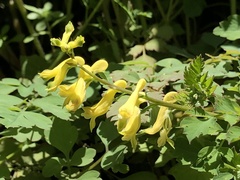 Corydalis balansae