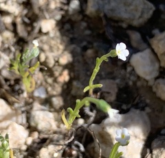 Pectocarya recurvata