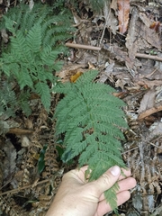 Leptopteris hymenophylloides