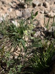Lepidium lasiocarpum