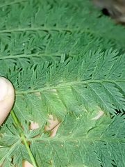 Leptopteris hymenophylloides