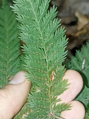 Leptopteris hymenophylloides