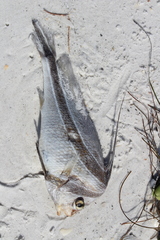 Eques lanceolatus