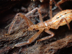 Rocconota annulicornis
