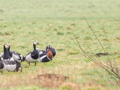 Branta ruficollis